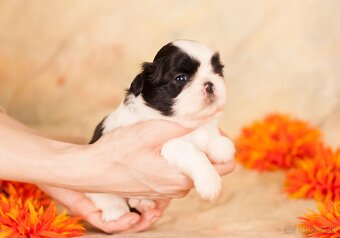 ❤ Shih-Tzu šteniatka - 3