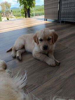 Zlatý retriever šteniatka - 3