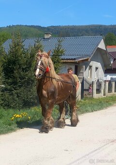 Poľsky žrebec - 3