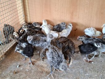 Araukany, Ayam cemani, Hodvábničky - 3