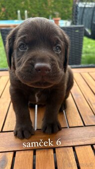 REZERVOVANÉ VŠETKY Labrador-šteniatka - 3