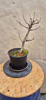 Bonsai Javor - 3
