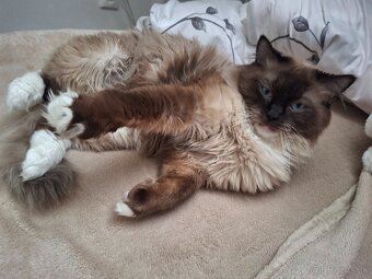Ragdoll - 3