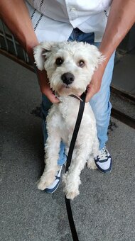 Maltipoo Tony❤️ - 3
