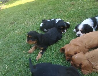 Šteniatka Cavalier king Charles španiel, kavalier - 3