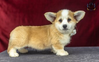 Predám sučku plemena Welsh Corgi Pembroke - 3