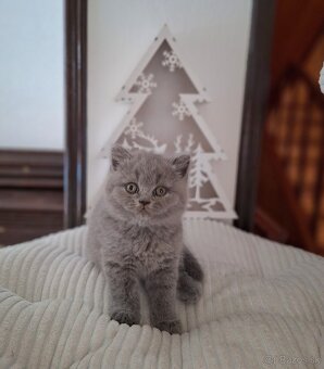 Britské modré mačiatka s PP - 3