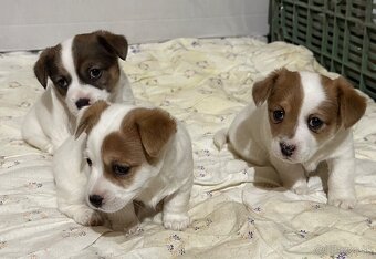 Jack Russel teriér - 3