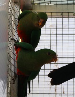 papagáj kráľovský - 3