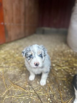 Border kolia steniatko - 3