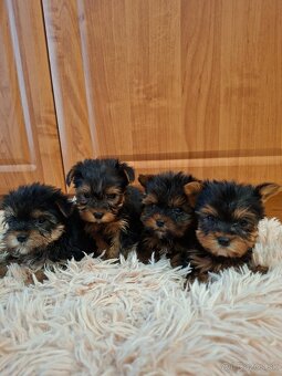 Yorkshirsky terier York - 3