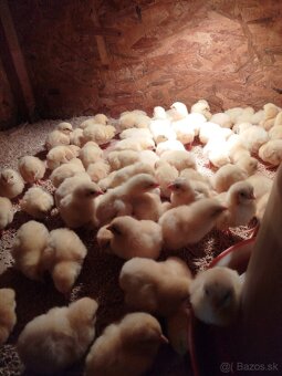 Brojlerove kuriatka - 3