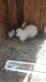 Ponúkam na predaj samicu čistá krevna hyla - 3