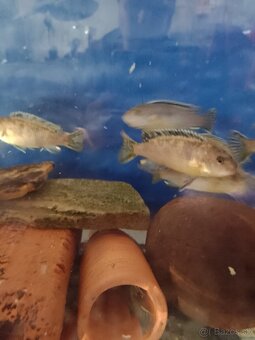 Africké cichlidy. - 3
