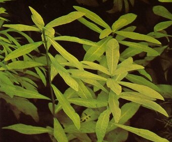 Hygrophila polysperma - 3