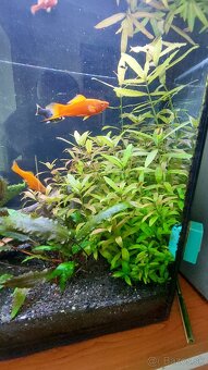 Hygrophila polysperma - 3