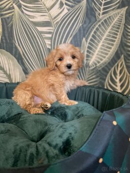 Maltipoo exkluzivní štěňátka - 3