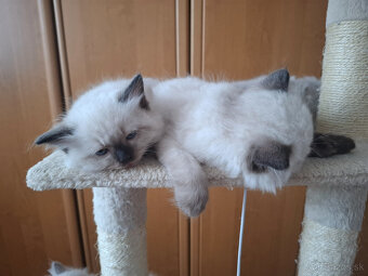 Ragdoll - 3