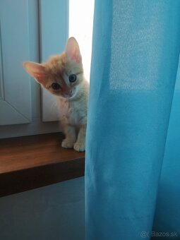 Darujem mačiatka - 3