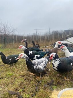 Kačice pižmové aj dovoz vieme - 3