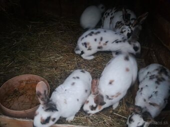 Dalmatínsky rex - 3