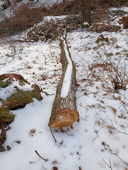 Predám staré stromy - 3