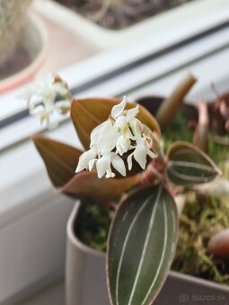 Ludisia discolor - 3