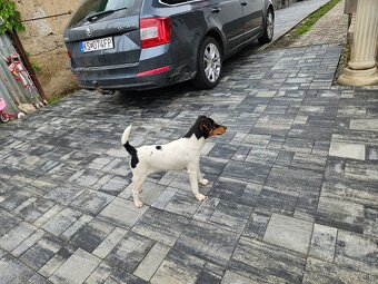 Fox terier - 3