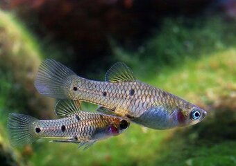 Phalichthys quadripunctatus - 3