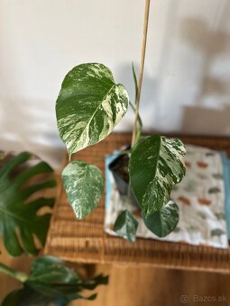 Monstera albo - 3