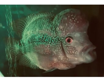 Darujem cichlidu Flowerhorn a africke cichlidy - 3