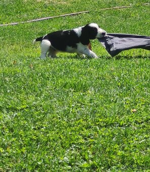 Anglický springerspaniel - 3