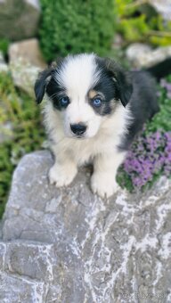 Welsh Corgi Pembroke - 3