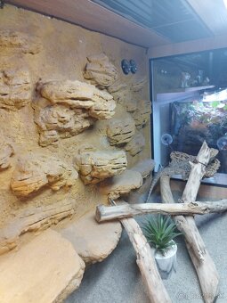 Agama,terarium - 3
