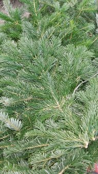 Čerstvá čecina z mladých stromov – balík cca 10 kg - 3