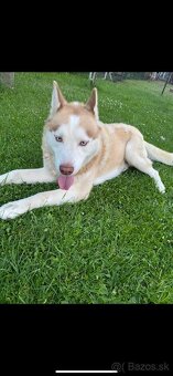 Pes len na kritie - 3