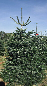 Kaukazská jedľa 2,00-2,50 smrek vianočné stromčeky - 3