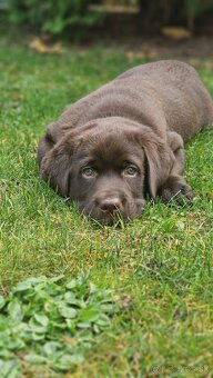 Labradorský retriever s rodokmeňom - 3