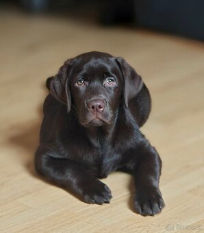 Labradorský retriever s rodokmeňom - 3