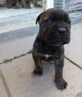 Cane Corso - 3