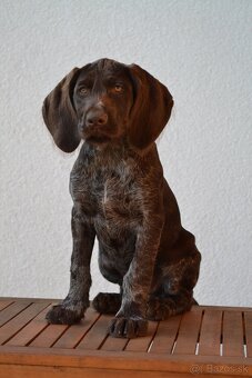 Fenka Nemeckého stavača drotosrstého - 3