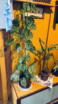 monstera adansonii - 3