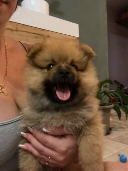 Nemecky špic malý pomeranian - 3