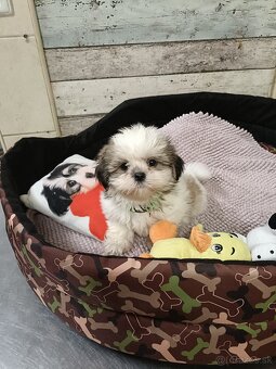 Rozkošné Shih-Tzu šteniatka (shitzu, shih tzu,shihtzu) - 3