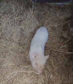 Vietnamské prasa - 3