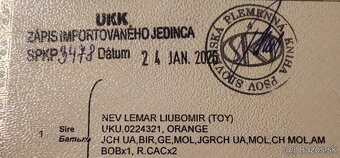 Predám pomeranian fenka - 3