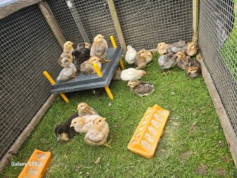 Predám kurčata araucana - 3