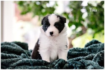 Border Collie Border Kolia s PP FCI - 3