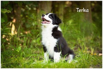 Border Collie Border Kolia s PP FCI - 3