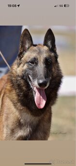 Belgický ovčiak - Malinois - 3